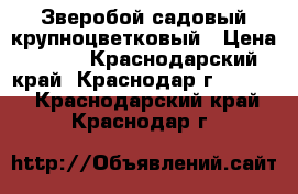 Зверобой садовый крупноцветковый › Цена ­ 200 - Краснодарский край, Краснодар г.  »    . Краснодарский край,Краснодар г.